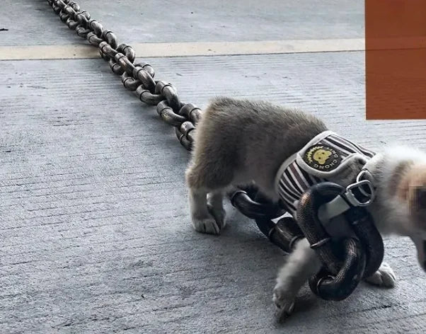 Heavy Duty Metal Chain Dog Leash