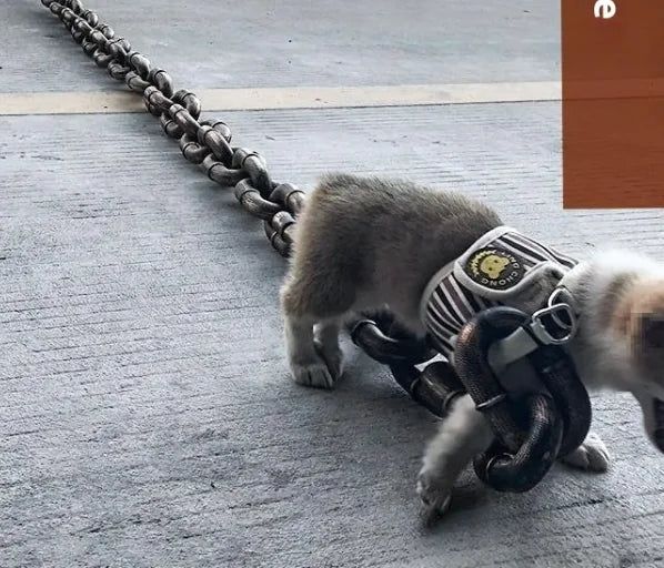 Heavy Duty Metal Chain Dog Leash