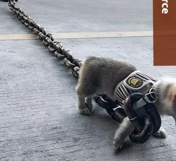 Heavy Duty Metal Chain Dog Leash